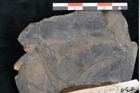 Foto (Detailansicht) von Flabellaria sublongirhachis Ettingshausen (NHMW-GEO-2024-0188-10230)